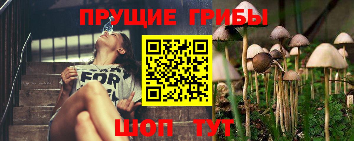 Галлюциногенные грибы Psilocybine cubensis Нурлат